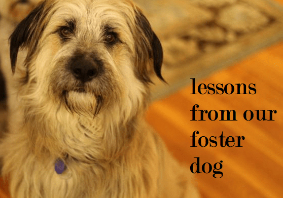 Lessons From Our Foster Dog