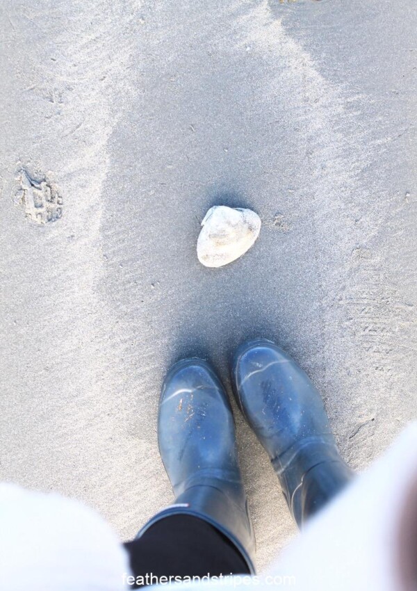 day trip from Boston to Maine - pet-friendly!