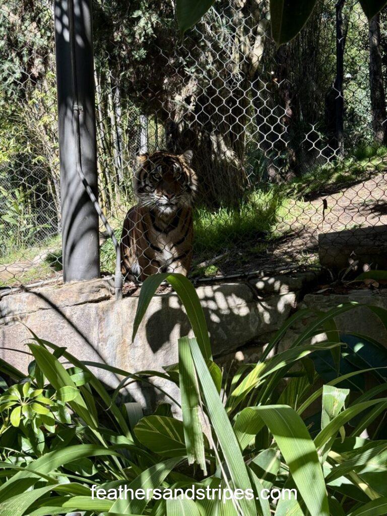 San Diego Zoo Safari Park tiger