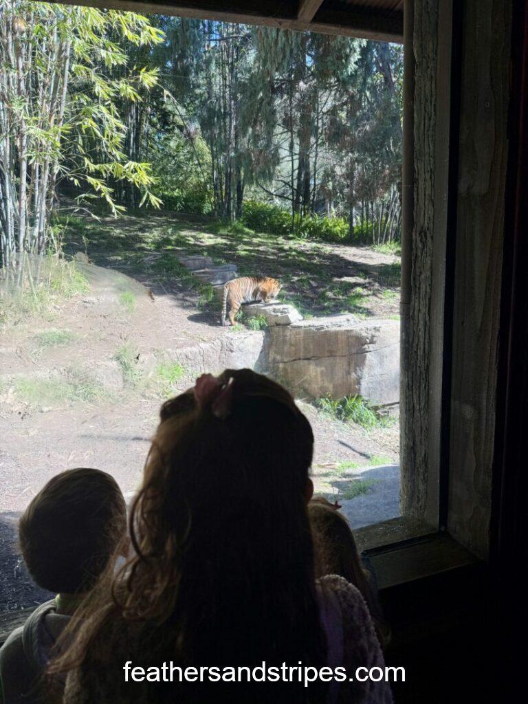 San Diego Zoo Safari Park tiger