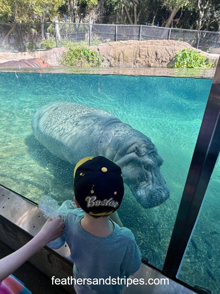 San Diego Zoo hippo