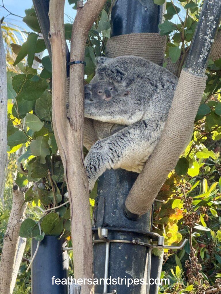 San Diego Zoo koala and koala baby