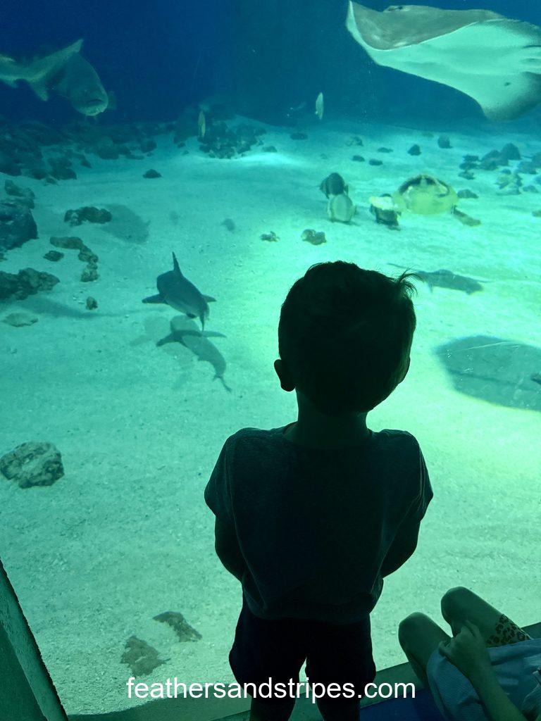 Copenhagen aquarium sharks